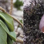 Seabird eggs and native plants such as the naupaka shown above were easy pickings for introduced rats on Midway Atoll, which have since been removed. Photos by Breck Taylor.