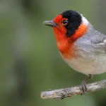 Red-faced Warbler