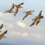 Red Knots. Photo by Martin Pelanek/Shutterstock