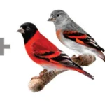 Yellow canary by Eric Isselee, Shutterstock; Red Siskin pair by yantzepg; red-factor canary by Eric Isselee, Shutterstock.