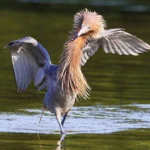 Saving the Reddish Egret, a Seashore Sentinel