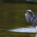 Reddish Egret on the prowl. Photo by Wilfred Marissen/Shutterstock
