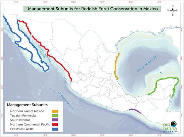 Map showing areas where conservation work is needed for the Reddish Egret.