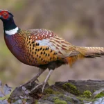 Ring-necked Pheasant is one of many invasive birds in the U.S. Photo by Tim Zurowski/Shutterstock