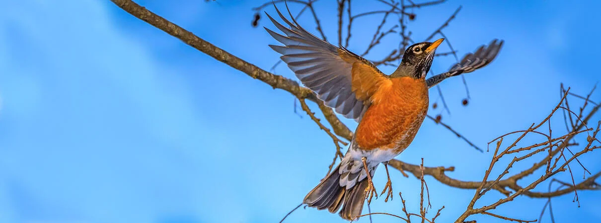 Do robins migrate? The answer is yes and no. Photo by Jeff Rzepka/Shutterstock