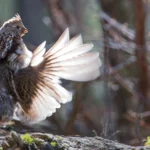 Ruffed Grouse. Photo by Neal Herbert