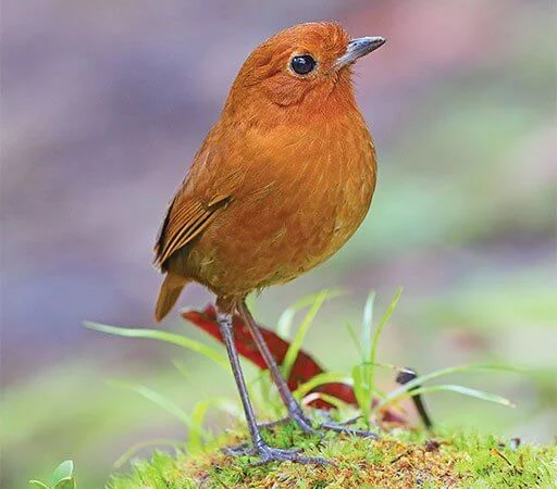 Split Decisions: The Taxonomic Revolution and How It Affects Conservation