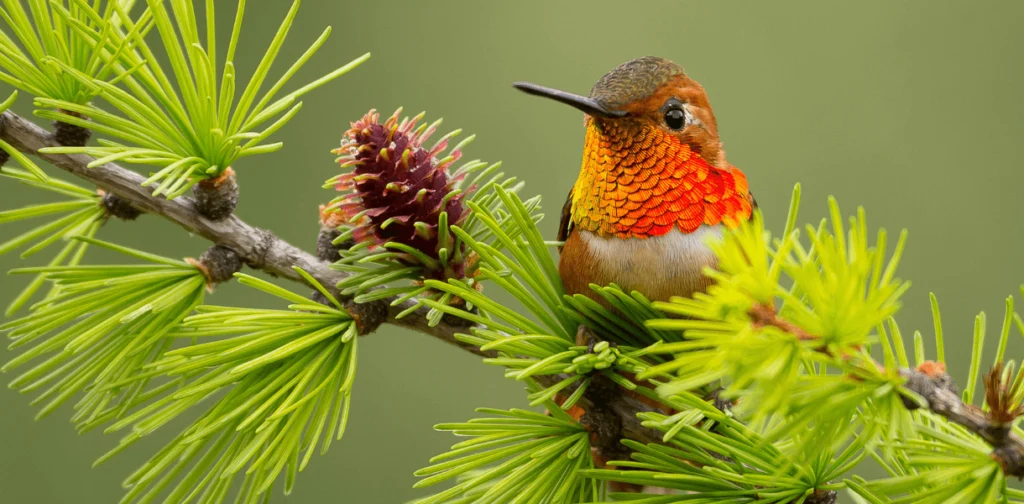 U.S. Congress Passes Landmark Conservation Funding Bill