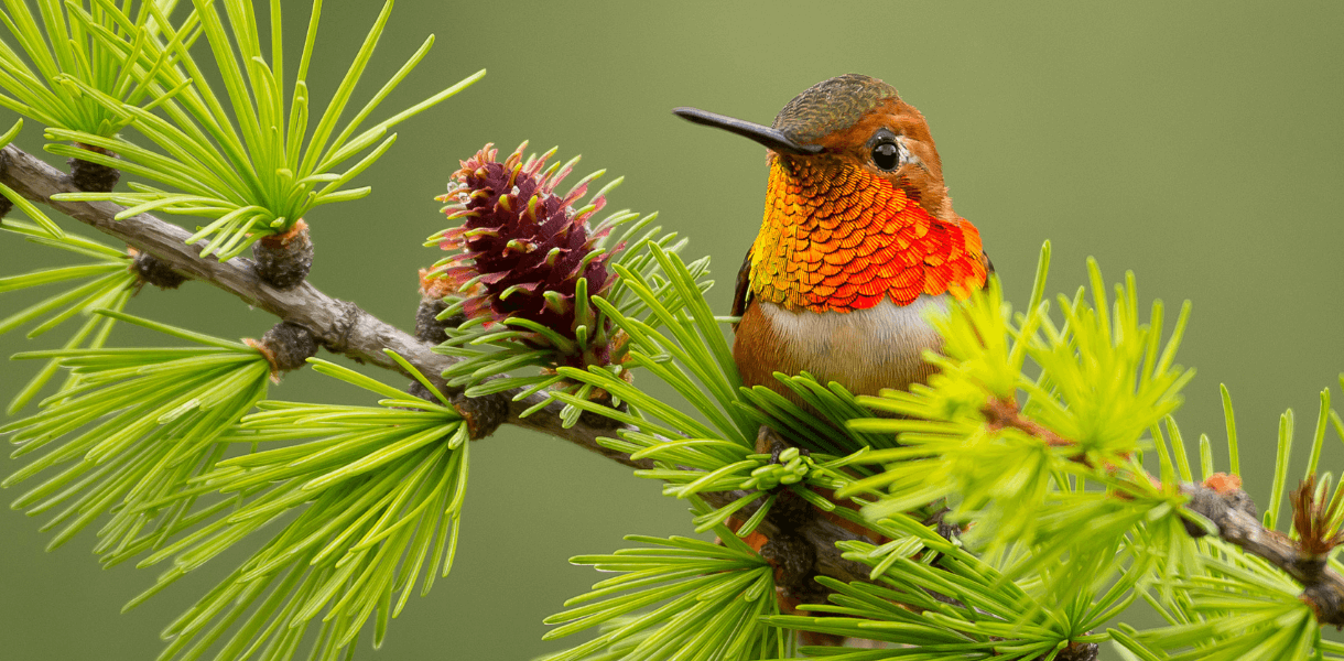 U.S. Congress Passes Landmark Conservation Funding Bill