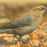 Rusty Blackbird. Photo by Paul Reeves Photography, Shutterstock