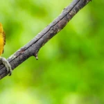 Wendy visiting Yanacocha Reserve in Ecuador. Photo by Dan Lebbin