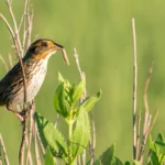 Saltmarsh Sparrows are found on the eastern seaboard. Photo by When Photographed/Shutterstock