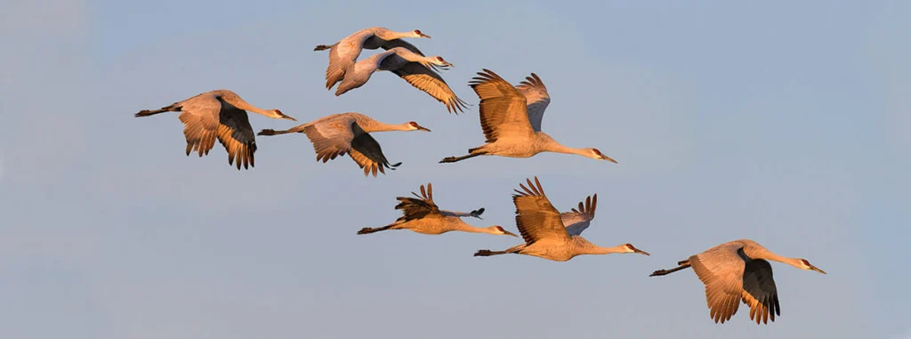 Birds of New Mexco are diverse, among them is the Sandhill Crane