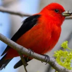 Scarlet Tanager. Photo by FotoRequest/Shutterstock