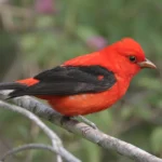 Meet the Stunning Tanagers That Make the U.S. Their Summertime Home
