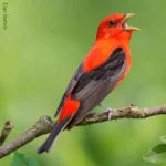 Scarlet Tanager populations are on the decline