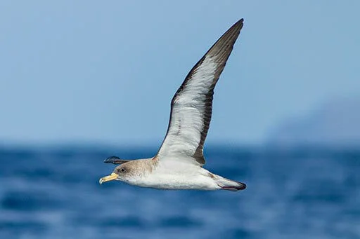 Scopoli's Shearwater migrating. Photo by Pommeyrol Vincent, Shutterstock.