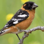 Black-headed Grosbeak