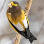 Evening Grosbeak