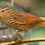 Striated Softtail. Photo by Ciro Albano