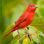 Summer Tanagers are found throughout much of the eastern United States.