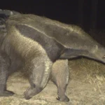 Giant Anteater. Photo by Asociación Armonía/Glasgow University
