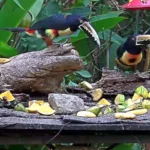 Collared Aracaris. Photo by Canopy Lodge, Panama