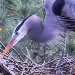 Great Blue Heron. Photo by Chesapeake Conservancy