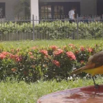 Great Kiskadee. Photo by Thomas Youth