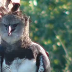 Harpy Eagle. Photo by Rainforest Expeditions