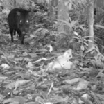 Rufous-vented Ground-Cuckoo. Photo by Amazon Conservation Association