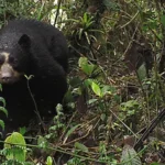 Spectacled Bear. Photo by Fundación Jocotoco