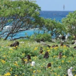 Introduced Verbesina formed tall, dense stands that transformed once-open areas and choked out native plants on the Midway Atoll. Photo by Forest and Kim Starr.