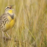 Western Meadowlark. Photo by Paul Tessier/Shutterstock