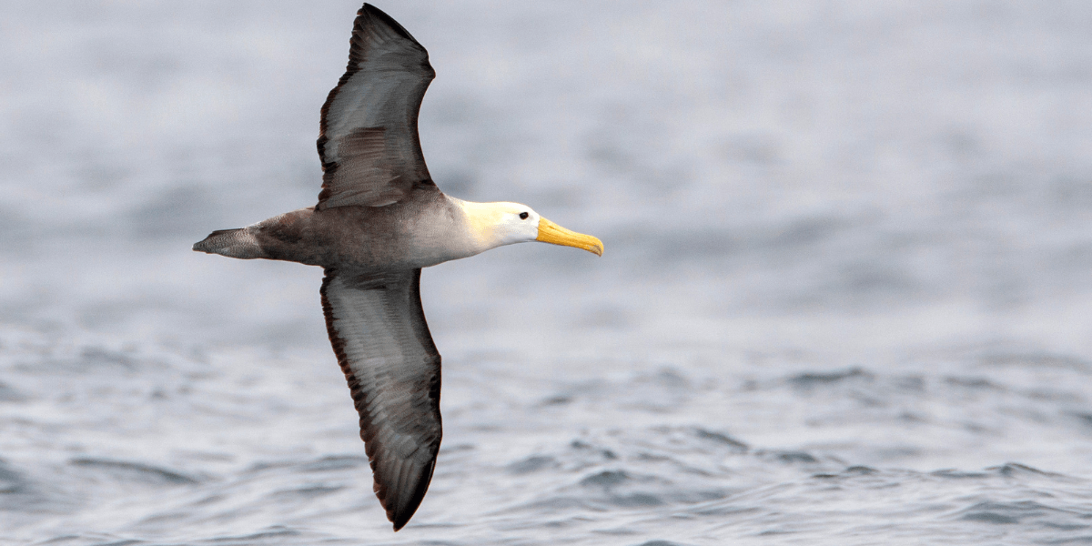 Two Bipartisan Bird Conservation Bills Introduced to Strengthen Bird Protections