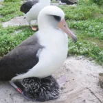 Wisdom the Laysan Albatross, show in 2011 with one of her many offspring. At least 68 years old, she regularly returns to Midway to nest. Photo by John Klavitter/FWS.