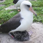 The Surprisingly Complex Science of Bird Longevity