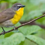 Yellow-breasted Chat. Photo by Punkbirdr/Shutterstock
