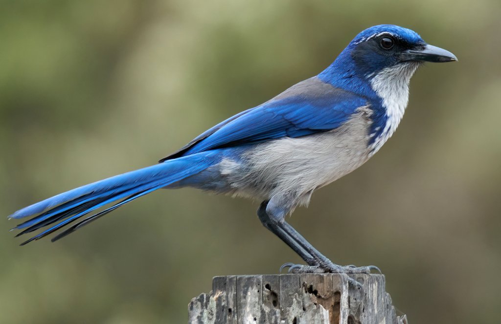 Island Scrub-Jay by Grigory Heaton, Macaulay Library at the Cornell Lab of Ornithology