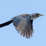 Island Scrub-Jay in flight. Photo by Ian Davies, Macaulay Library at the Cornell Lab of Ornithology.