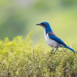Island Scrub-Jay by Adam Jackson, Macaulay Library at the Cornell Lab of Ornithology
