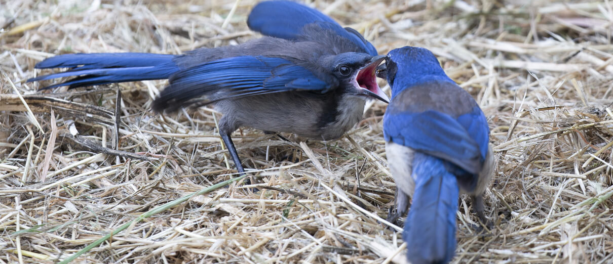 Island Scrub-Jay feeding fledgling. Photo by Dustin H, Macaulay Library at the Cornell Lab of Ornithology.