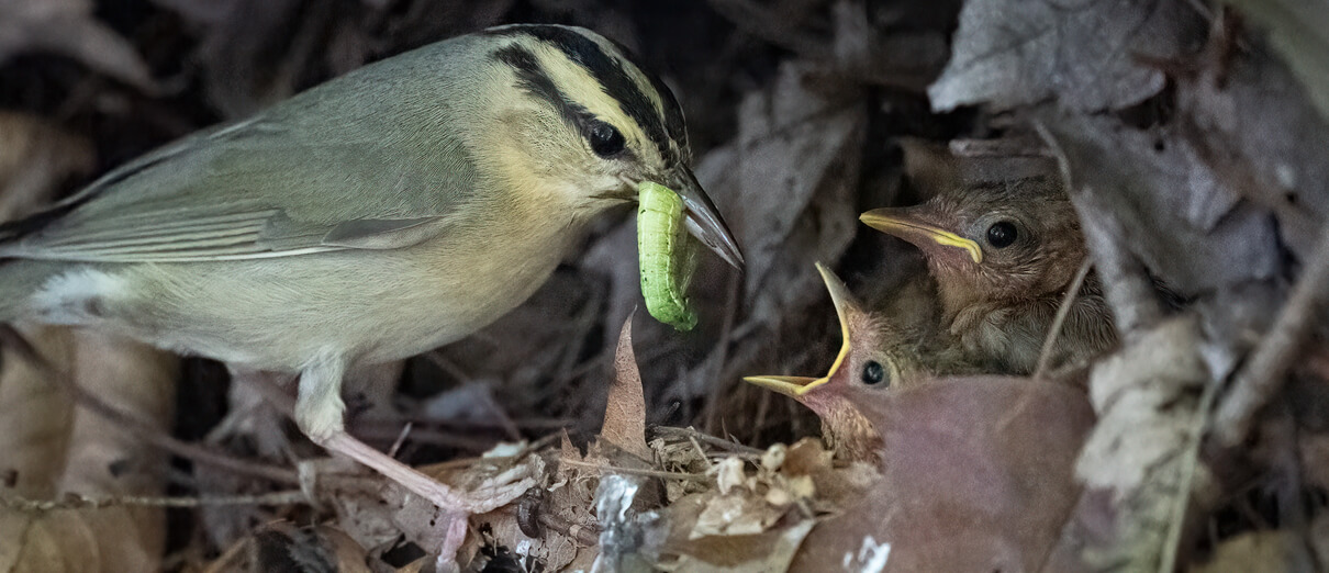 Worm-eating Warbler feeding nestlings. Photo by N KC, Macaulay Library at the Cornell Lab of Ornithology.