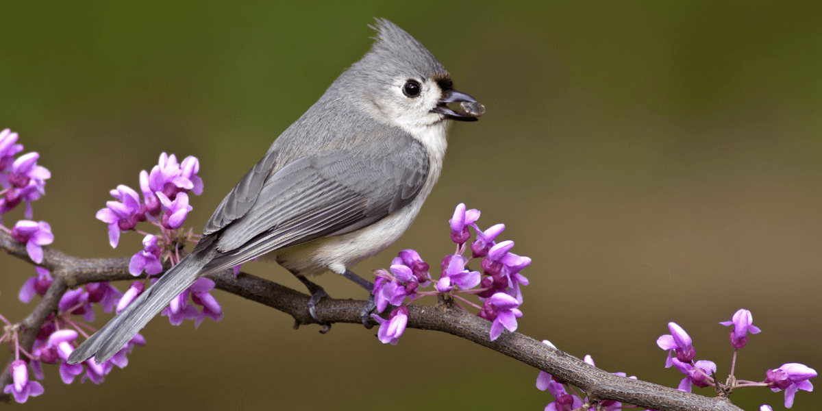 A Tufted Titmouse, a small bird that is white underneath and gray on its back, wings, and head, perches on the branch of a redbud tree with small purple flowers in bloom.