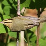 Worm-eating Warbler by Tessa Nickels