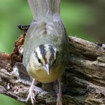 Worm-eating Warbler by Dan Pancamo