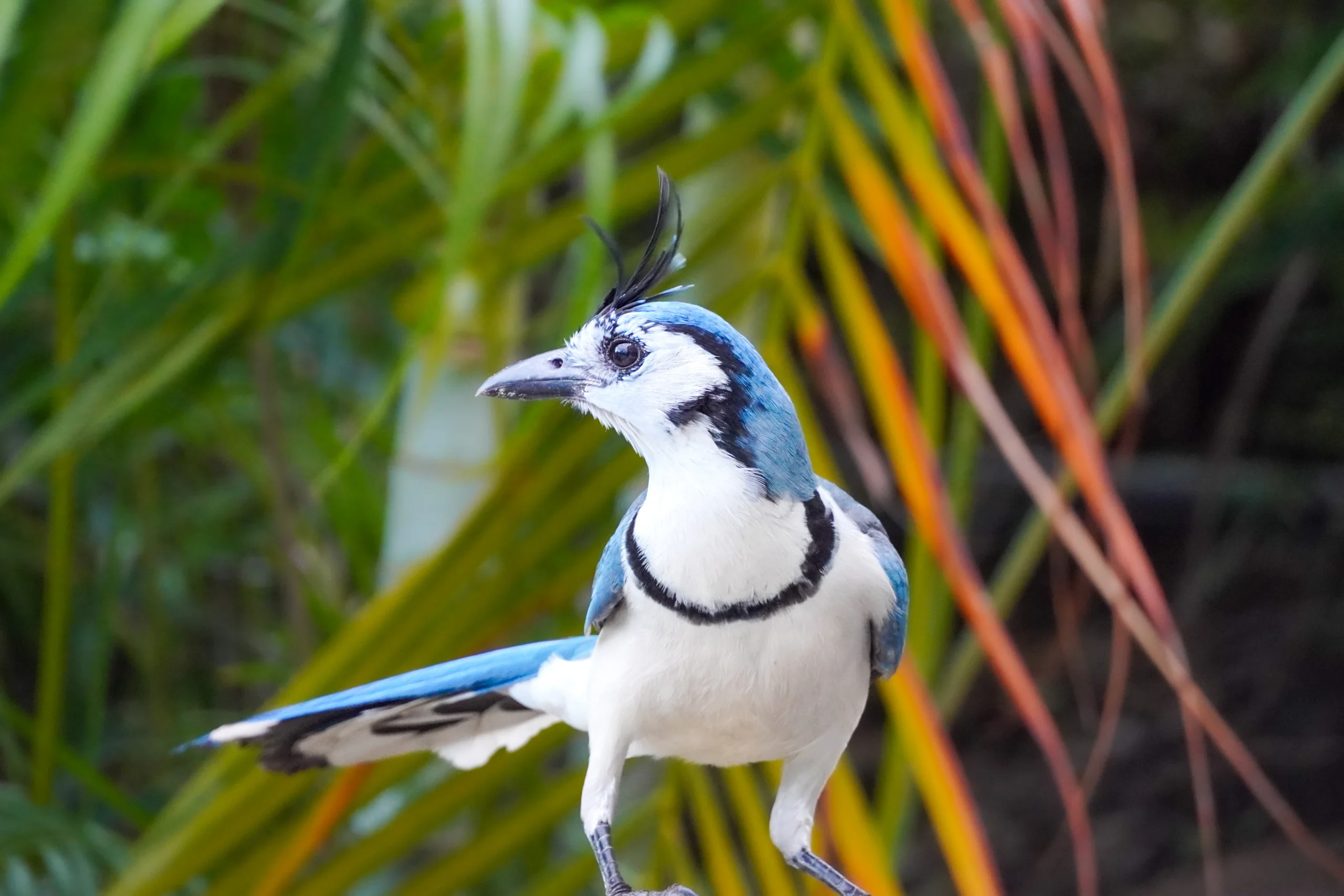 A White-throated Magpie-Jay in Costa Rica. Photo by Som Prasad.