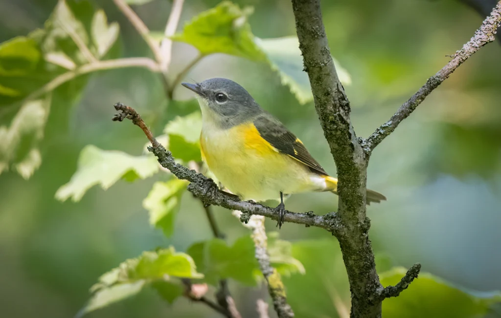 American Redstart female perched on branch. Photo by Owen Deutsch.