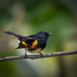 American Redstart perched on branch. Photo by Owen Deutsch.