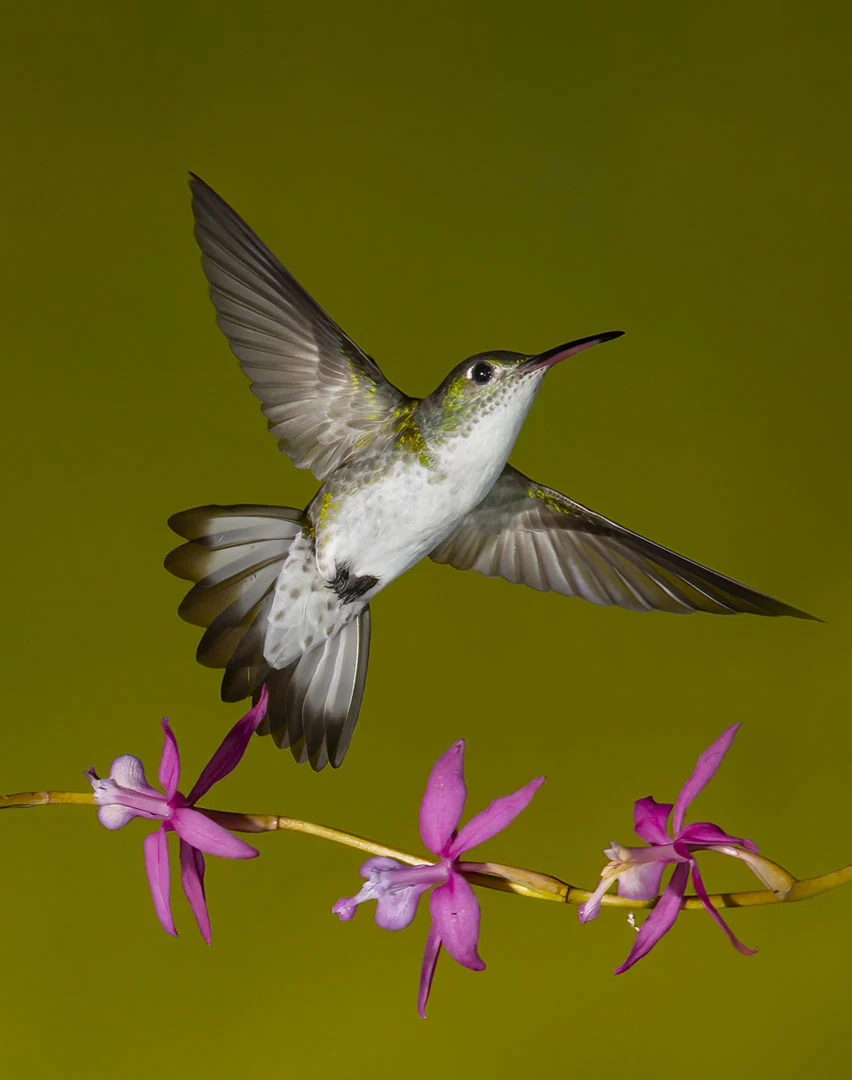 Andean Emerald taking flight. Photo by Owen Deutsch.